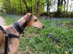 dog in bluebells dog in bluebells